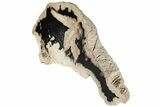 Rare Petrified Snakewood (Mennegoxylon) Root Ball - Texas #227050-1